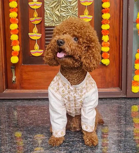 Embroiderd Sherwani For Dogs