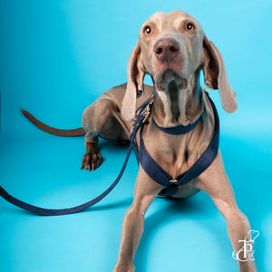 TPC Oxford Blue Suede Harness