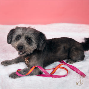 TPC Tangerine Ballet Leash