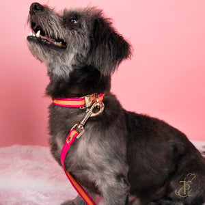 TPC Tangerine Ballet Collar